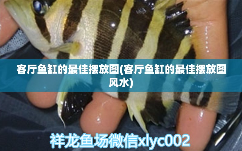 客厅鱼缸的最佳摆放图(客厅鱼缸的最佳摆放图风水) 鱼缸风水 第1张