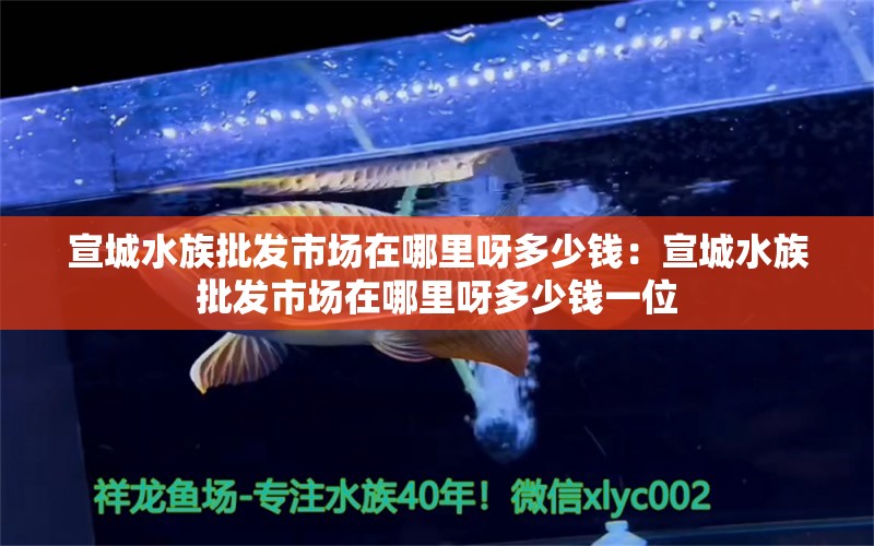 宣城水族批发市场在哪里呀多少钱：宣城水族批发市场在哪里呀多少钱一位