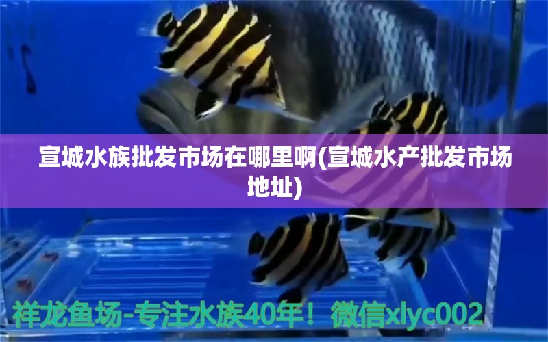 宣城水族批发市场在哪里啊(宣城水产批发市场地址)