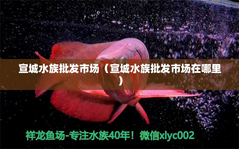 宣城水族批发市场（宣城水族批发市场在哪里）