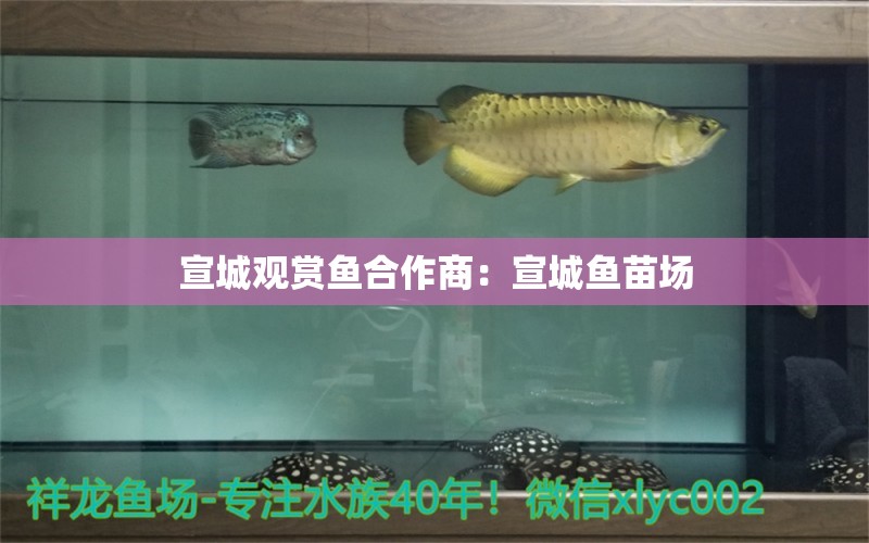 宣城观赏鱼合作商：宣城鱼苗场 广州水族批发市场 第2张