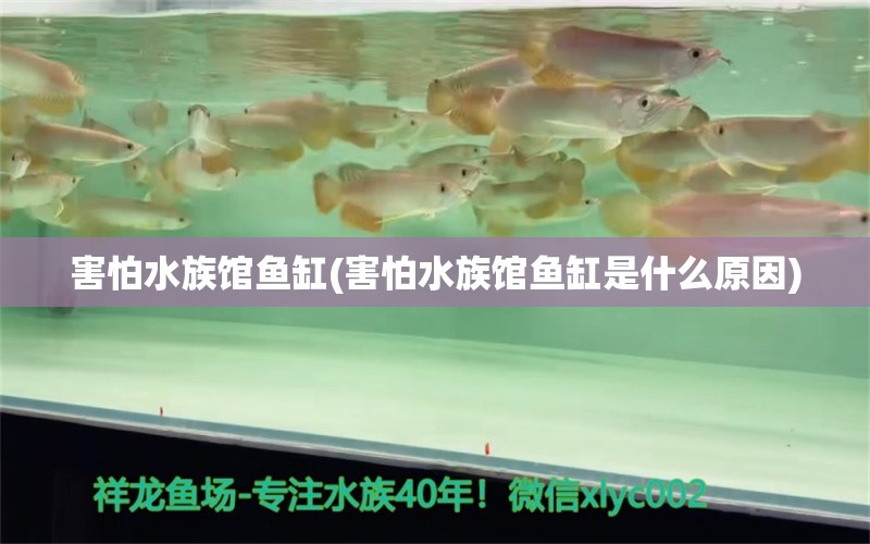 害怕水族馆鱼缸(害怕水族馆鱼缸是什么原因)