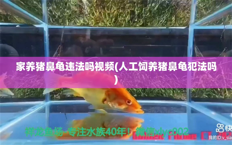 家养猪鼻龟违法吗视频(人工饲养猪鼻龟犯法吗)