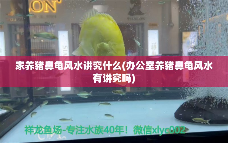 家养猪鼻龟风水讲究什么(办公室养猪鼻龟风水有讲究吗)