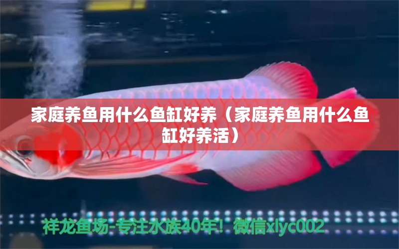 家庭养鱼用什么鱼缸好养（家庭养鱼用什么鱼缸好养活） 祥龙水族医院