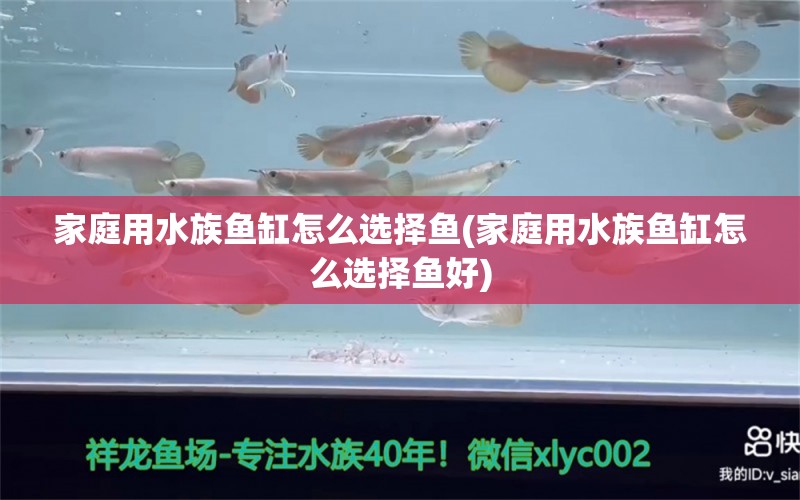 家庭用水族鱼缸怎么选择鱼(家庭用水族鱼缸怎么选择鱼好)