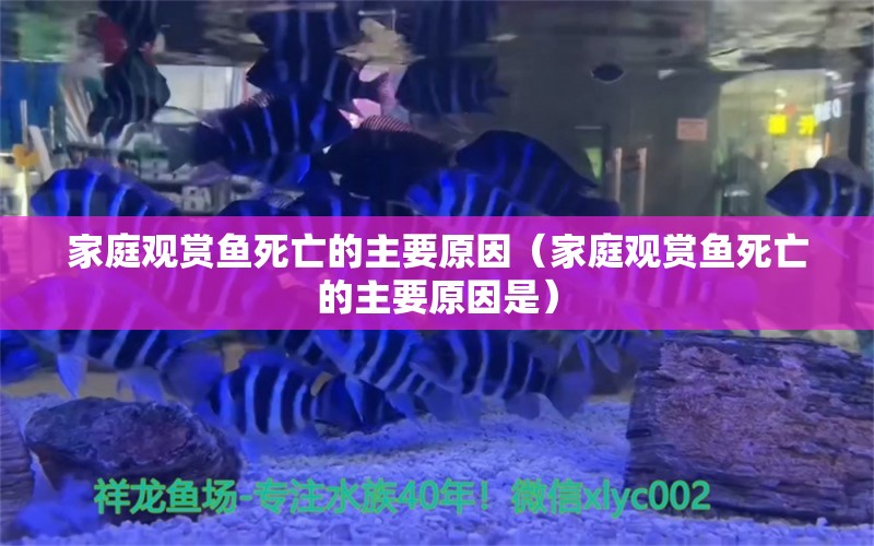 家庭观赏鱼死亡的主要原因（家庭观赏鱼死亡的主要原因是） 红眼黄化幽灵火箭鱼|皇家火箭鱼