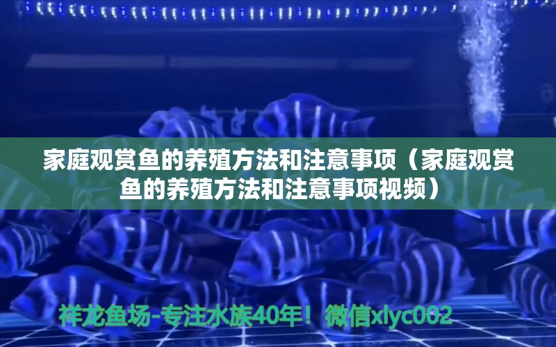 家庭观赏鱼的养殖方法和注意事项（家庭观赏鱼的养殖方法和注意事项视频）