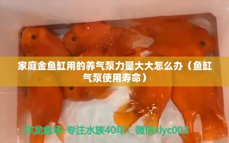 家庭金鱼缸用的养气泵力量大大怎么办（鱼缸气泵使用寿命） 充氧泵 第1张