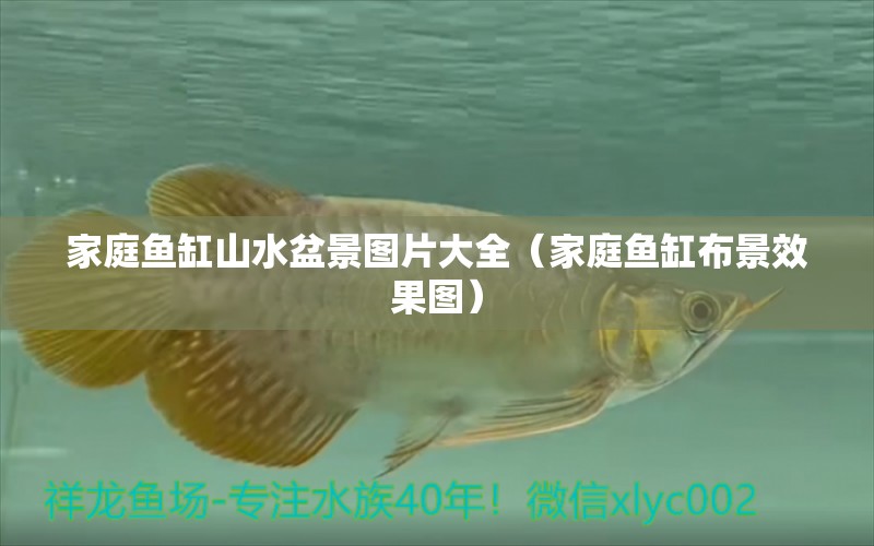 家庭鱼缸山水盆景图片大全（家庭鱼缸布景效果图） 祥龙水族医院