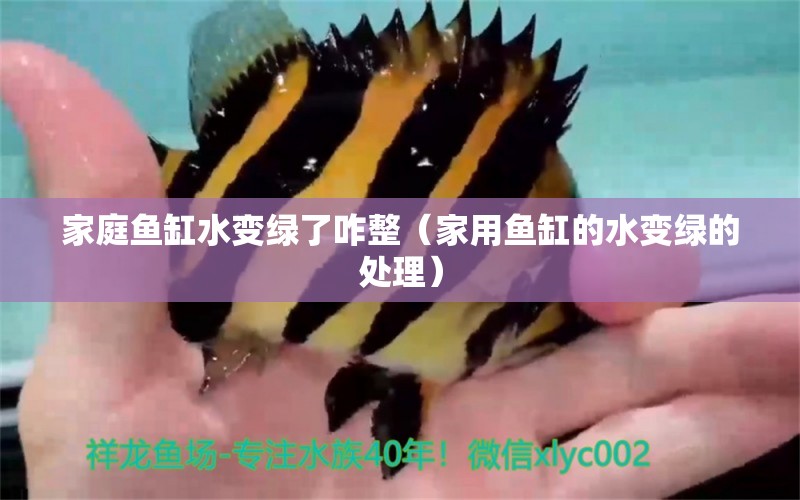 家庭鱼缸水变绿了咋整（家用鱼缸的水变绿的处理） 祥龙水族医院