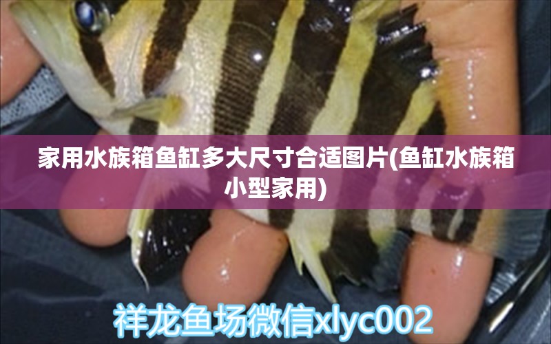 家用水族箱鱼缸多大尺寸合适图片(鱼缸水族箱小型家用) 鱼缸/水族箱