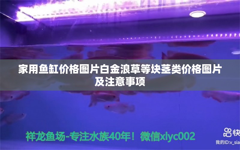 家用鱼缸价格图片白金浪草等块茎类价格图片及注意事项 白化火箭