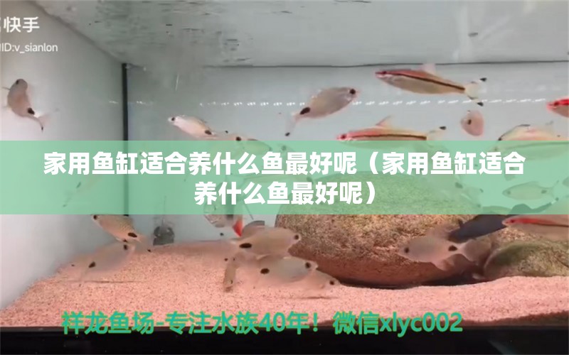 家用鱼缸适合养什么鱼最好呢（家用鱼缸适合养什么鱼最好呢） 蓝底过背金龙鱼