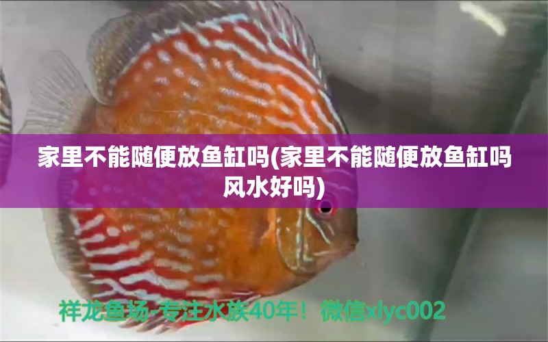 家里不能随便放鱼缸吗(家里不能随便放鱼缸吗风水好吗) 鱼缸风水