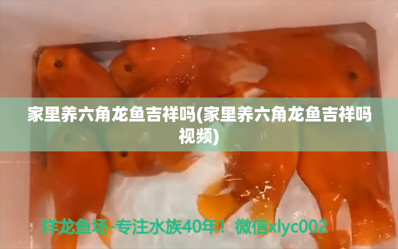 家里养六角龙鱼吉祥吗(家里养六角龙鱼吉祥吗视频) 广州水族器材滤材批发市场