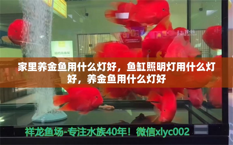 家里养金鱼用什么灯好，鱼缸照明灯用什么灯好，养金鱼用什么灯好