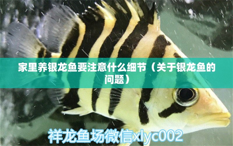 家里养银龙鱼要注意什么细节（关于银龙鱼的问题） 水族问答 第2张