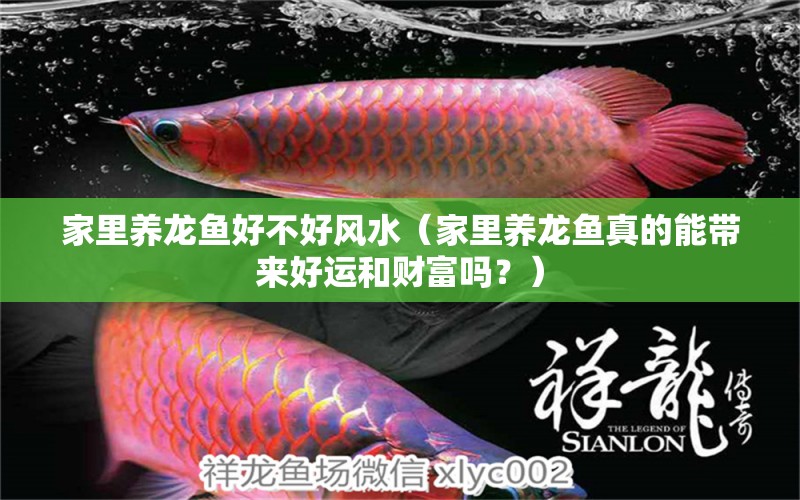 家里养龙鱼好不好风水（家里养龙鱼真的能带来好运和财富吗？） 水族问答 第2张