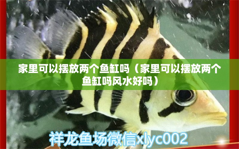 家里可以摆放两个鱼缸吗（家里可以摆放两个鱼缸吗风水好吗）