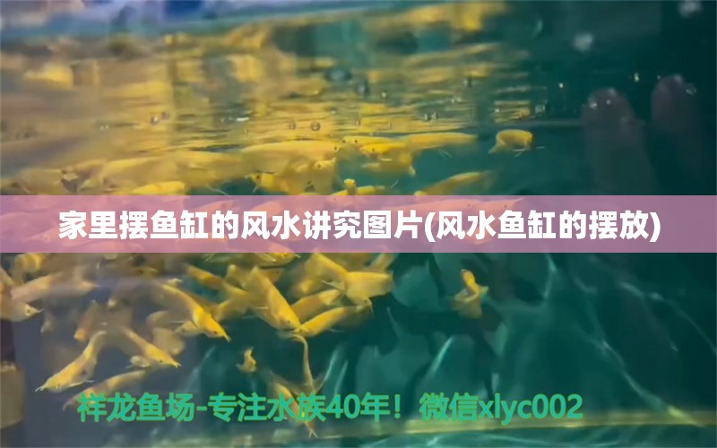 家里摆鱼缸的风水讲究图片(风水鱼缸的摆放) 鱼缸风水