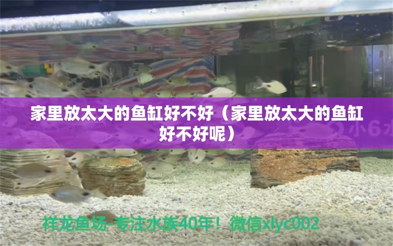 家里放太大的鱼缸好不好（家里放太大的鱼缸好不好呢） 祥龙水族医院