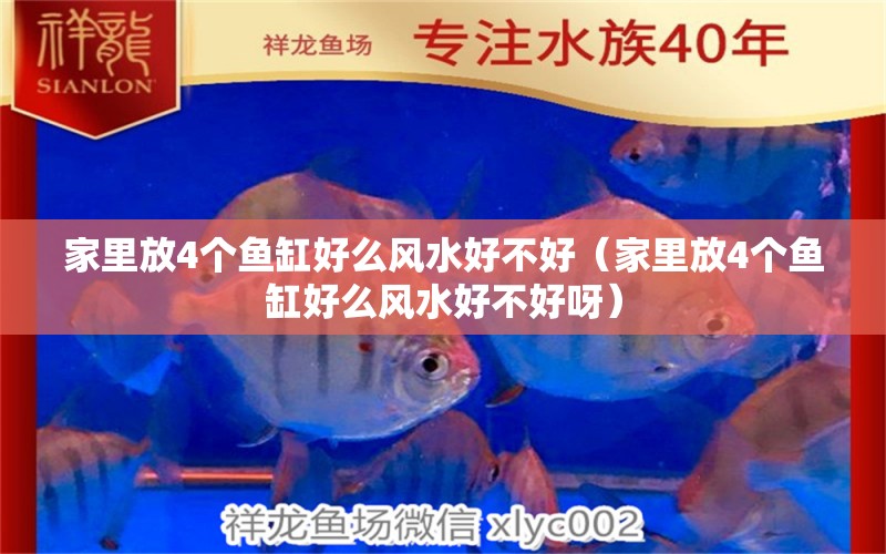 家里放4个鱼缸好么风水好不好（家里放4个鱼缸好么风水好不好呀） 祥禾Super Red红龙鱼