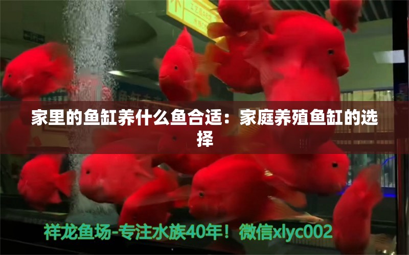 家里的鱼缸养什么鱼合适：家庭养殖鱼缸的选择 鱼缸风水 第1张