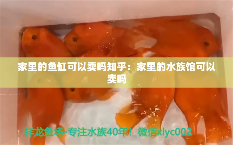 家里的鱼缸可以卖吗知乎：家里的水族馆可以卖吗