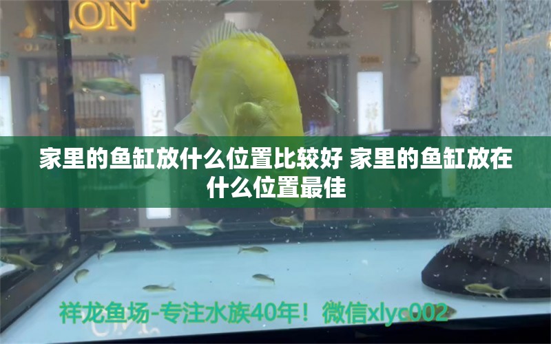 家里的鱼缸放什么位置比较好 家里的鱼缸放在什么位置最佳