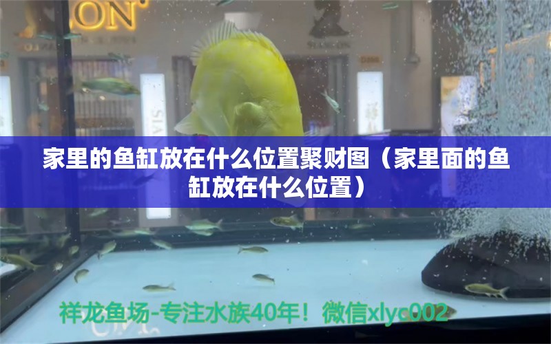 家里的鱼缸放在什么位置聚财图（家里面的鱼缸放在什么位置） 祥龙水族医院