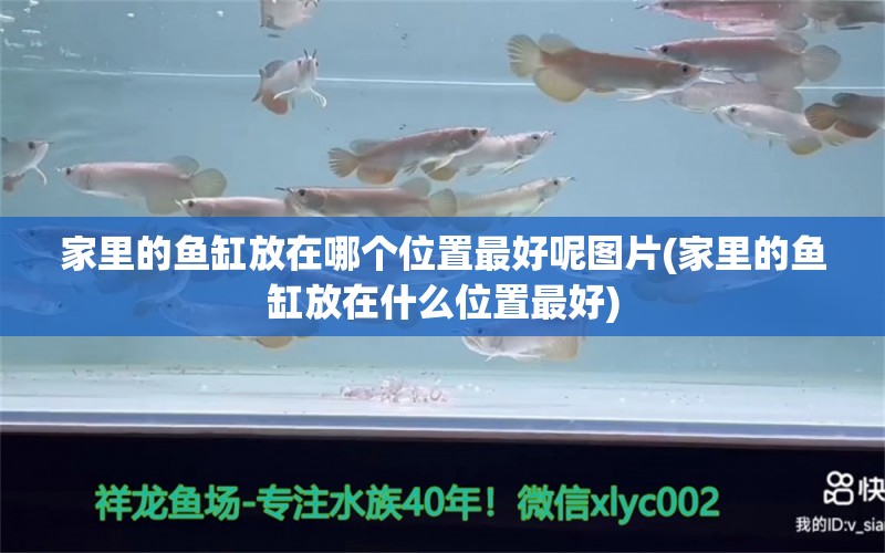 家里的鱼缸放在哪个位置最好呢图片(家里的鱼缸放在什么位置最好) 细线银版鱼