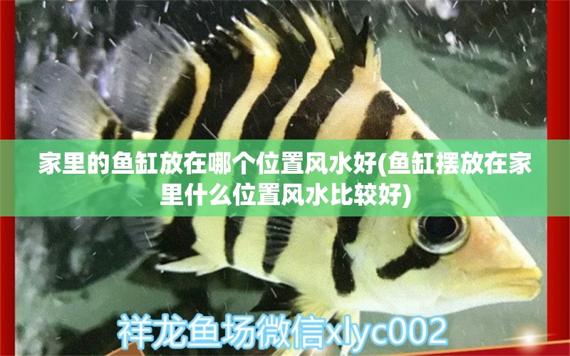 家里的鱼缸放在哪个位置风水好(鱼缸摆放在家里什么位置风水比较好) 鱼缸风水 第1张