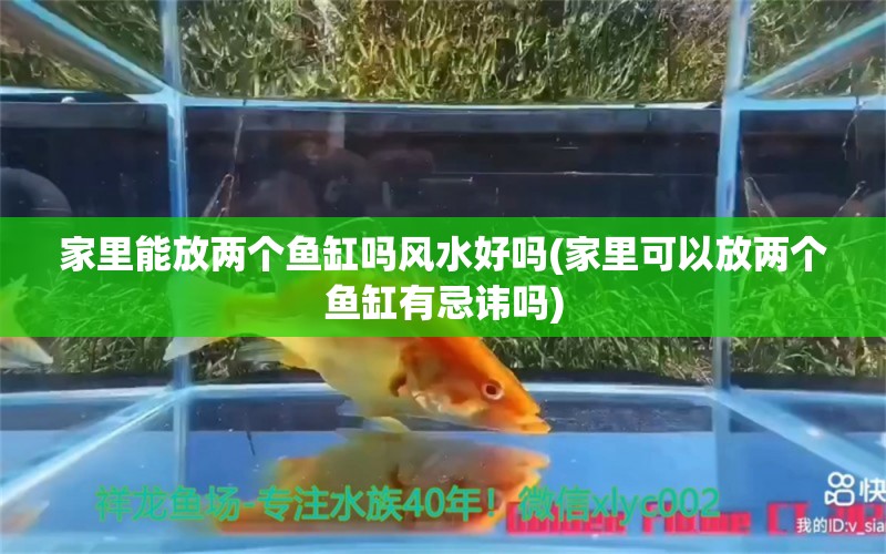 家里能放两个鱼缸吗风水好吗(家里可以放两个鱼缸有忌讳吗)