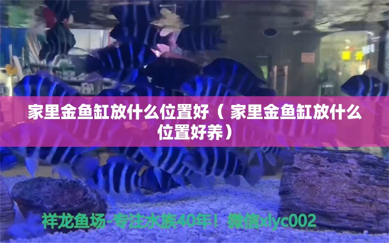 家里金鱼缸放什么位置好（ 家里金鱼缸放什么位置好养）