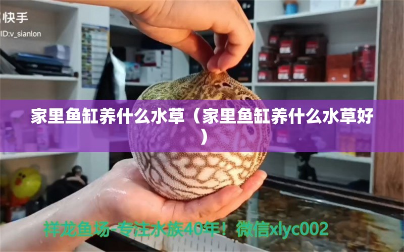 家里鱼缸养什么水草（家里鱼缸养什么水草好） 水草