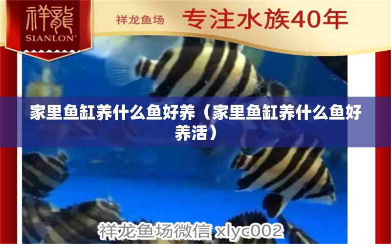 家里鱼缸养什么鱼好养（家里鱼缸养什么鱼好养活） 祥龙水族医院