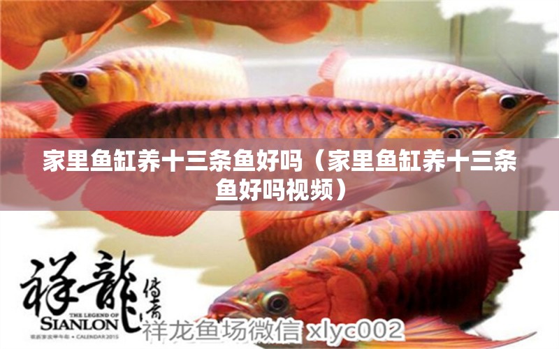 家里鱼缸养十三条鱼好吗（家里鱼缸养十三条鱼好吗视频） 观赏鱼水族批发市场