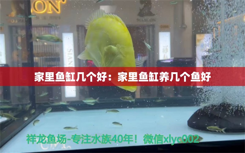 家里鱼缸几个好：家里鱼缸养几个鱼好 广州水族批发市场 第2张