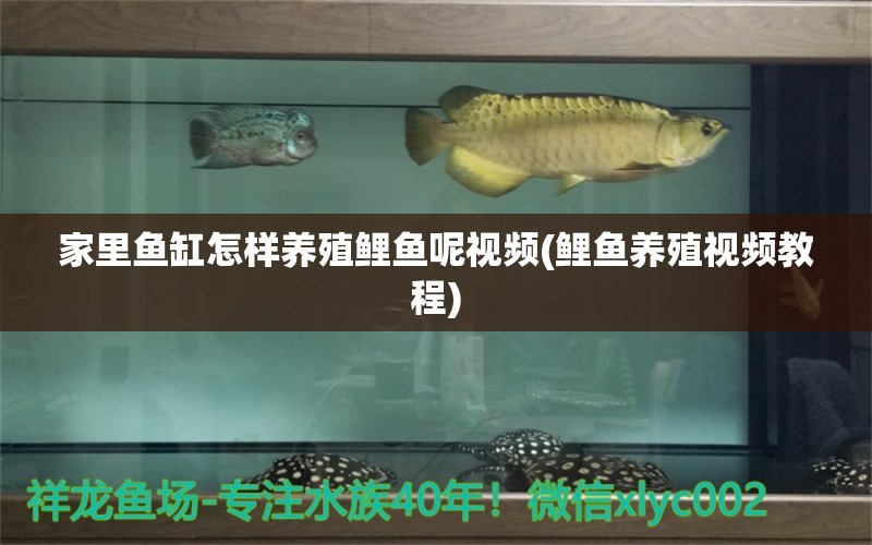 家里鱼缸怎样养殖鲤鱼呢视频(鲤鱼养殖视频教程) 祥龙进口元宝凤凰鱼 第1张