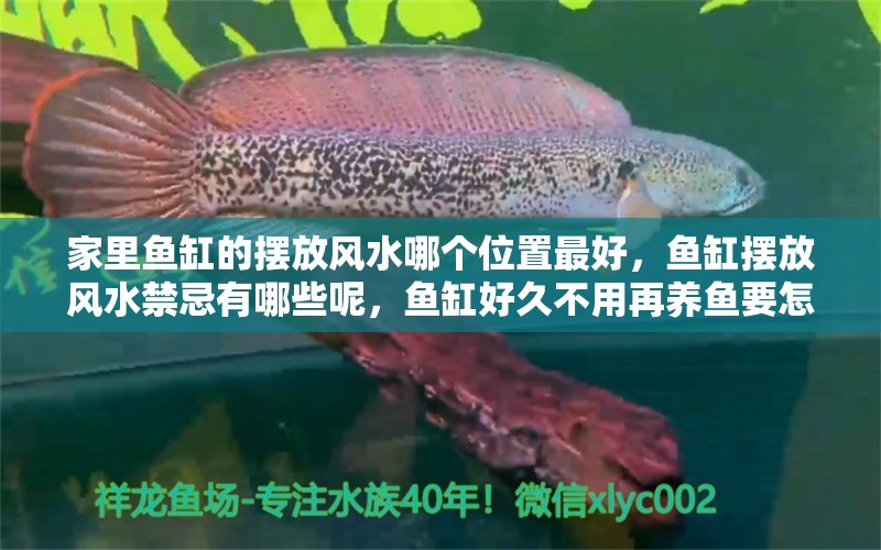 家里鱼缸的摆放风水哪个位置最好，鱼缸摆放风水禁忌有哪些呢，鱼缸好久不用再养鱼要怎么处理