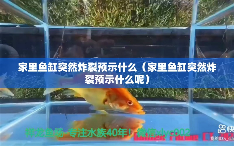 家里鱼缸突然炸裂预示什么（家里鱼缸突然炸裂预示什么呢）