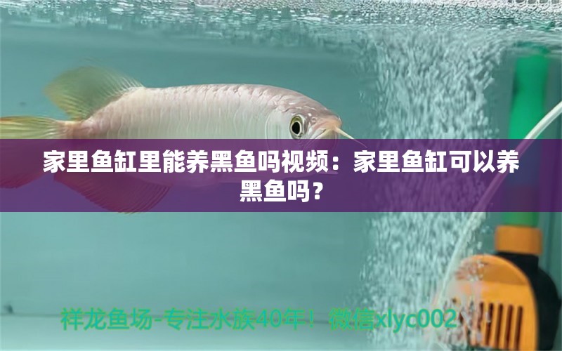 家里鱼缸里能养黑鱼吗视频：家里鱼缸可以养黑鱼吗？ 鱼缸风水 第2张