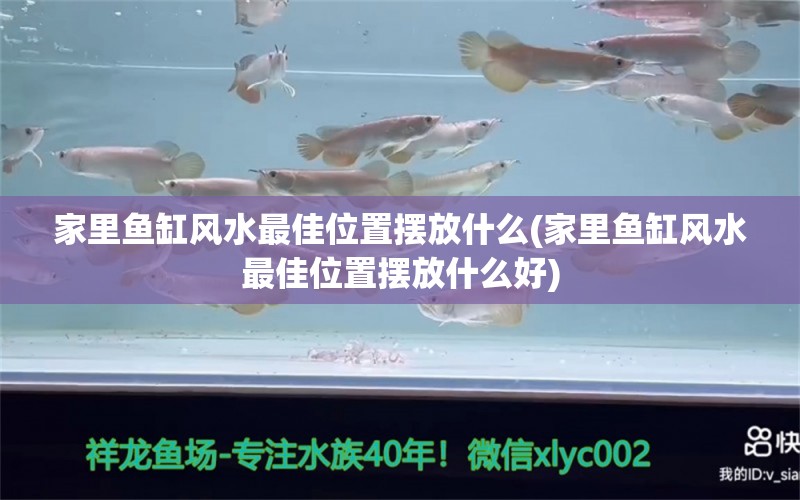 家里鱼缸风水最佳位置摆放什么(家里鱼缸风水最佳位置摆放什么好)