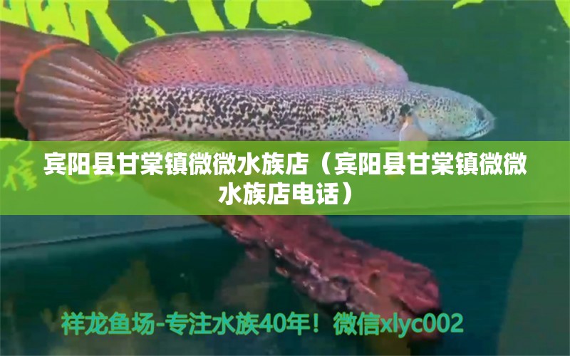 宾阳县甘棠镇微微水族店（宾阳县甘棠镇微微水族店电话） 全国水族馆企业名录