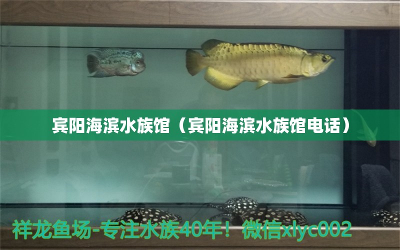 宾阳海滨水族馆（宾阳海滨水族馆电话）