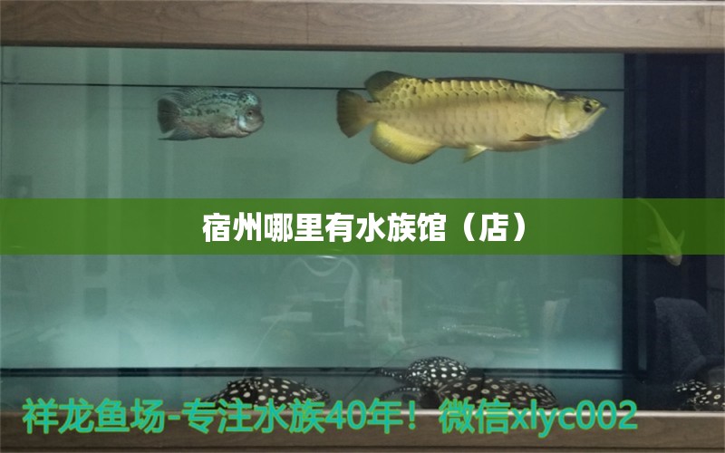 宿州哪里有水族馆（店） 观赏鱼水族批发市场