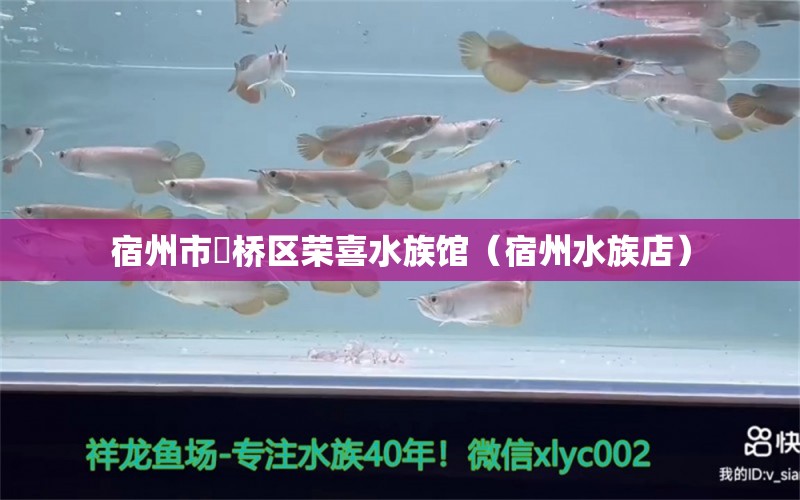 宿州市埇桥区荣喜水族馆（宿州水族店） 全国水族馆企业名录