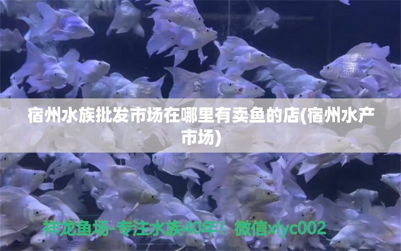 宿州水族批发市场在哪里有卖鱼的店(宿州水产市场) 观赏鱼水族批发市场