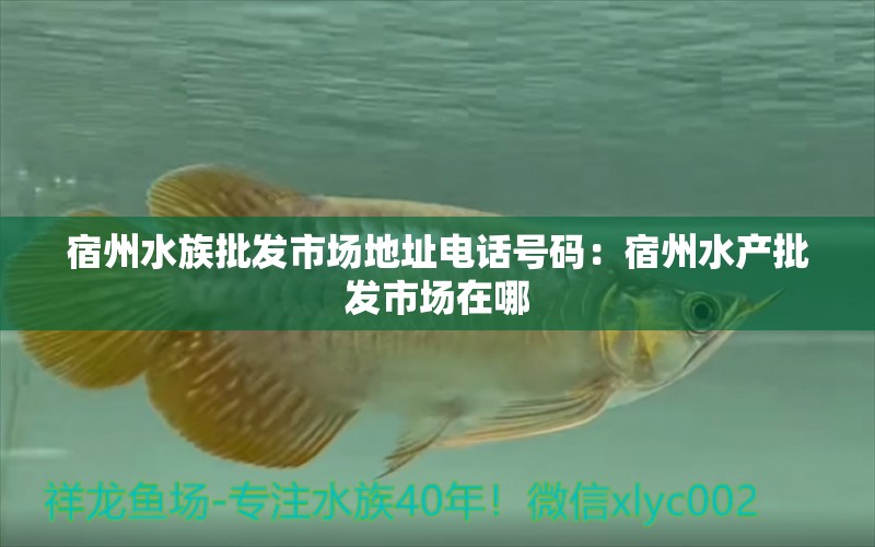 宿州水族批发市场地址电话号码：宿州水产批发市场在哪